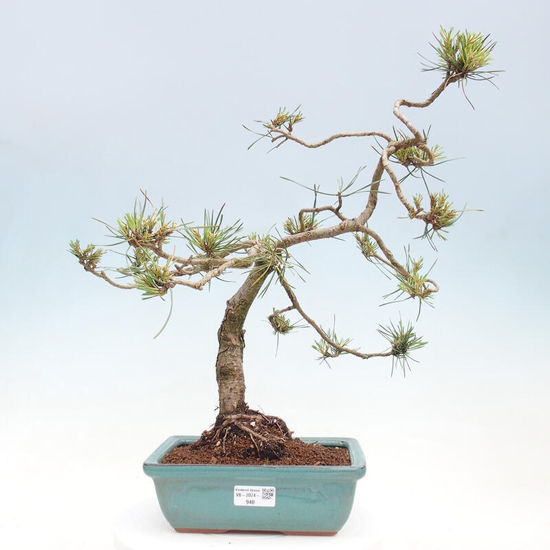 Outdoor bonsai - Pinus Sylvestris - sosna zwyczajna