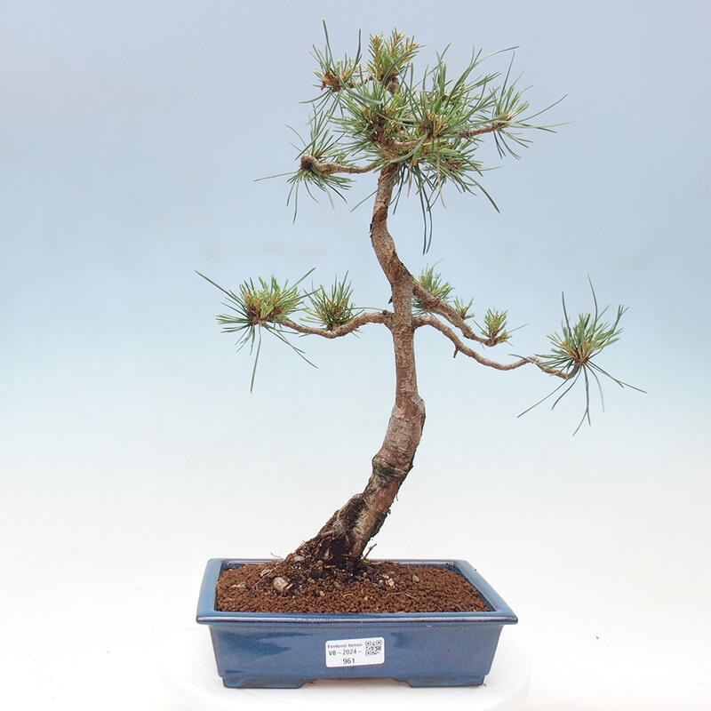 Outdoor bonsai - Pinus Sylvestris - sosna zwyczajna