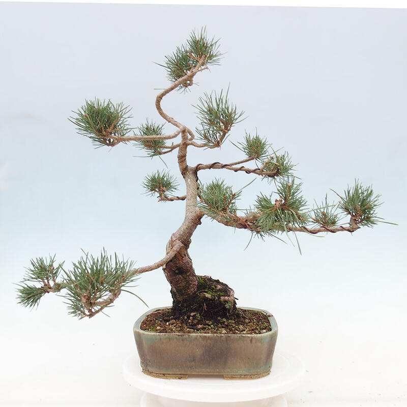 Outdoor bonsai - Pinus Sylvestris - sosna zwyczajna