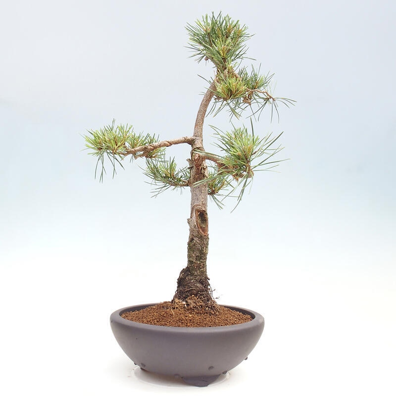 Outdoor bonsai - Pinus Sylvestris - sosna zwyczajna