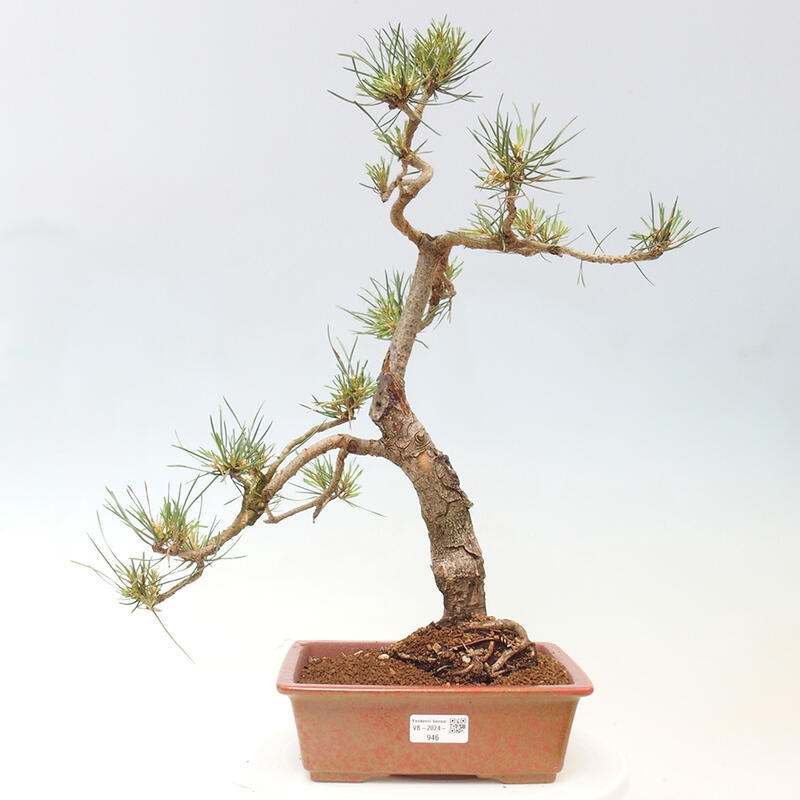 Outdoor bonsai - Pinus Sylvestris - sosna zwyczajna