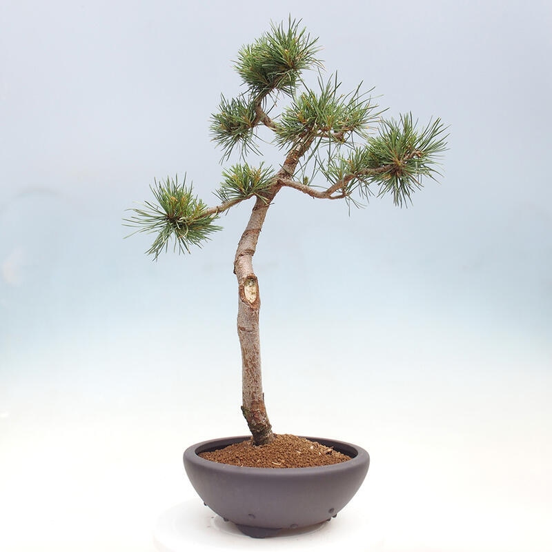 Outdoor bonsai - Pinus Sylvestris - sosna zwyczajna