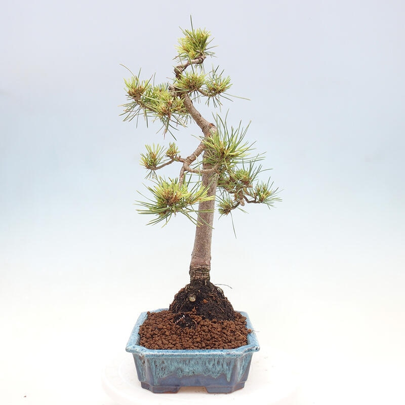 Outdoor bonsai - Pinus Sylvestris - sosna zwyczajna