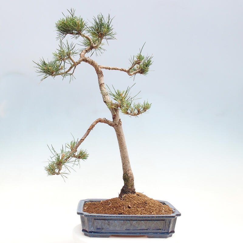 Outdoor bonsai - Pinus Sylvestris - sosna zwyczajna