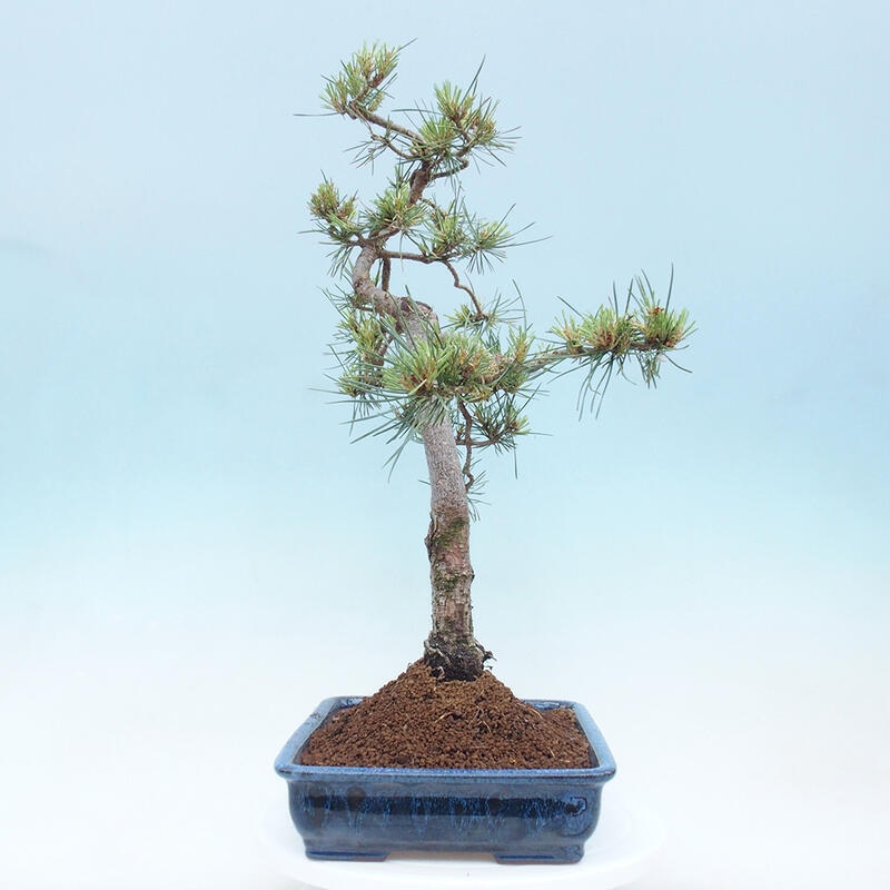 Outdoor bonsai - Pinus Sylvestris - sosna zwyczajna