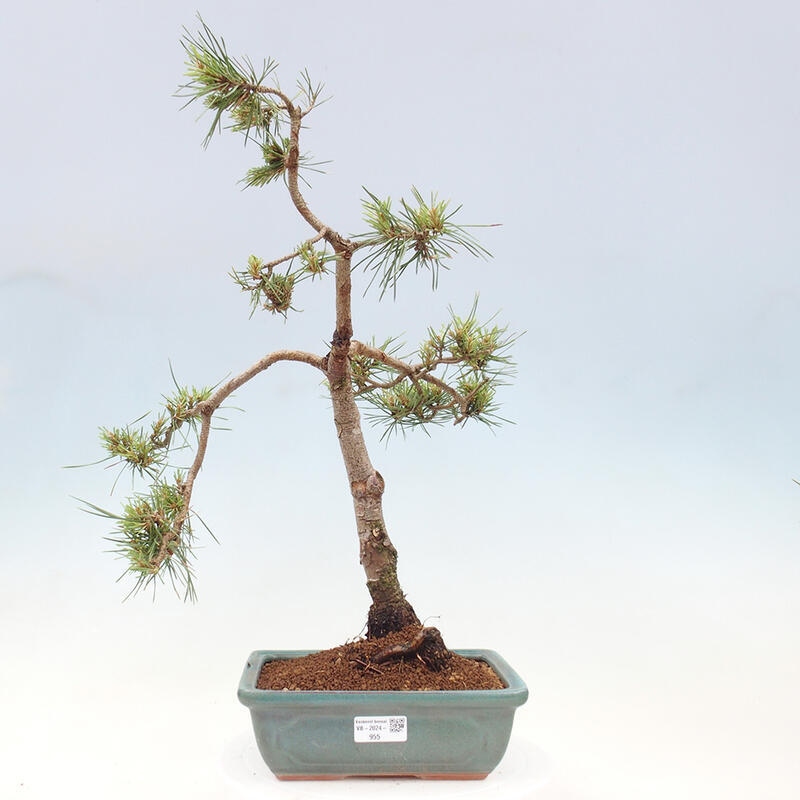 Outdoor bonsai - Pinus Sylvestris - sosna zwyczajna