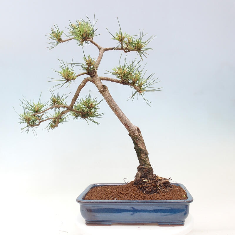 Outdoor bonsai - Pinus Sylvestris - sosna zwyczajna