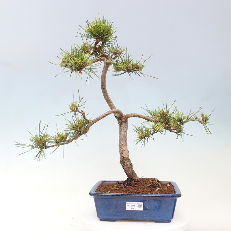 Outdoor bonsai - Pinus Sylvestris - sosna zwyczajna