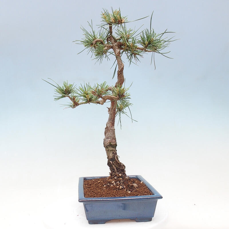 Outdoor bonsai - Pinus Sylvestris - sosna zwyczajna