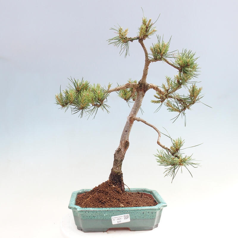 Outdoor bonsai - Pinus Sylvestris - sosna zwyczajna