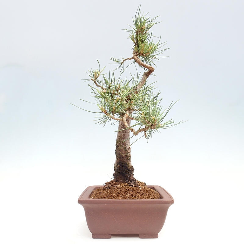 Outdoor bonsai - Pinus Sylvestris - sosna zwyczajna