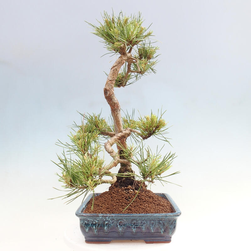 Outdoor bonsai - Pinus Sylvestris - sosna zwyczajna