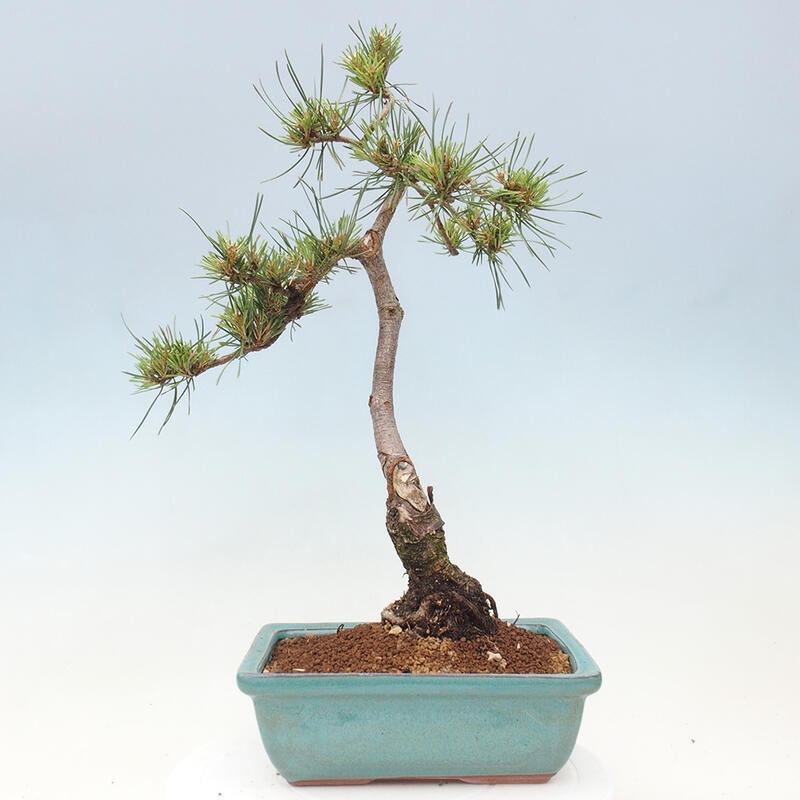 Outdoor bonsai - Pinus Sylvestris - sosna zwyczajna