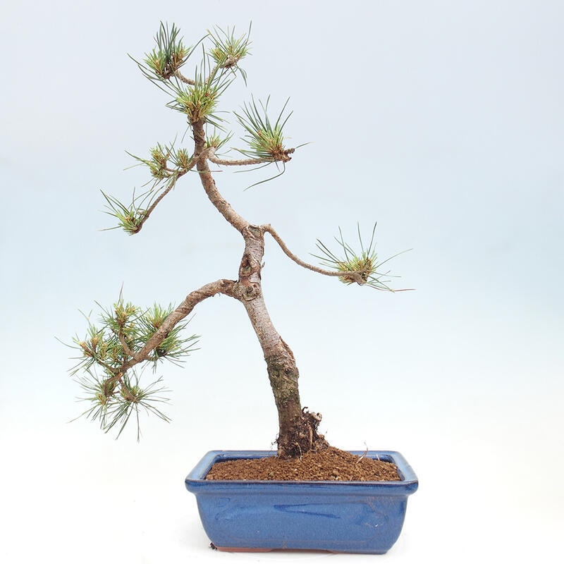 Outdoor bonsai - Pinus Sylvestris - sosna zwyczajna