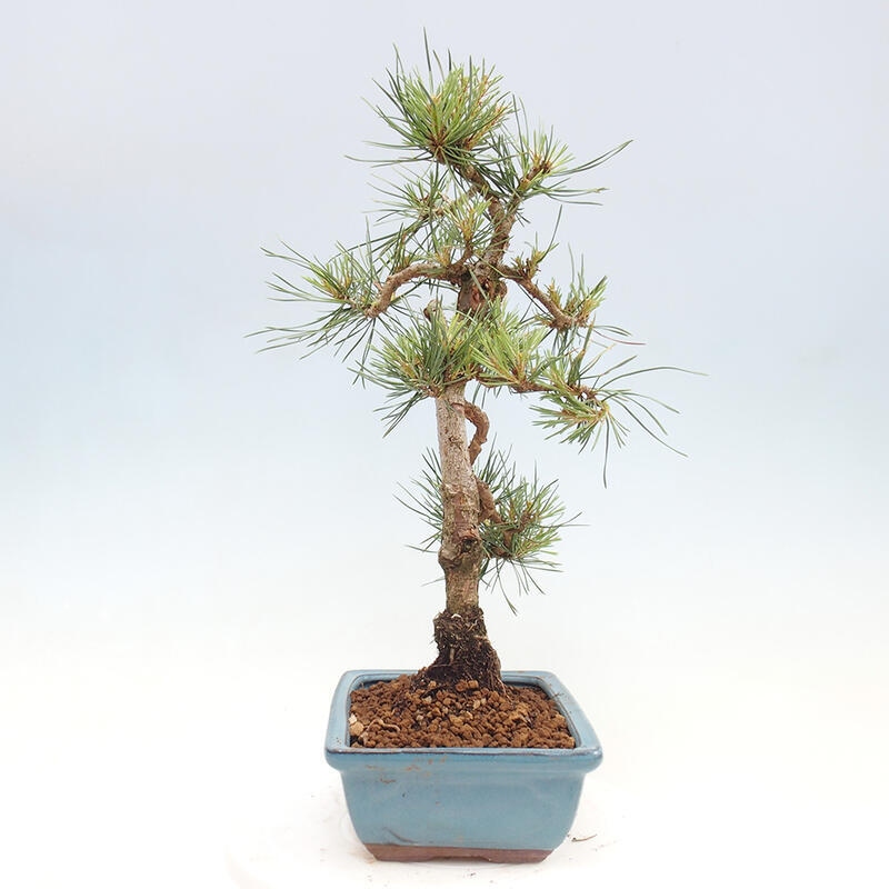 Outdoor bonsai - Pinus Sylvestris - sosna zwyczajna