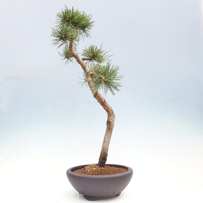 Outdoor bonsai - Pinus Sylvestris - sosna zwyczajna