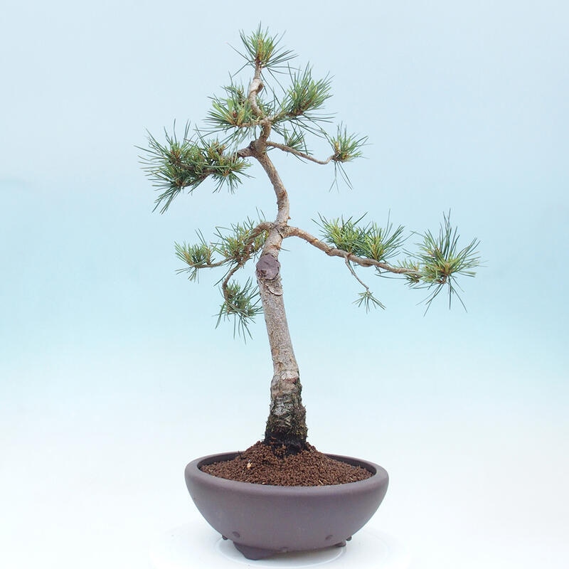 Outdoor bonsai - Pinus Sylvestris - sosna zwyczajna