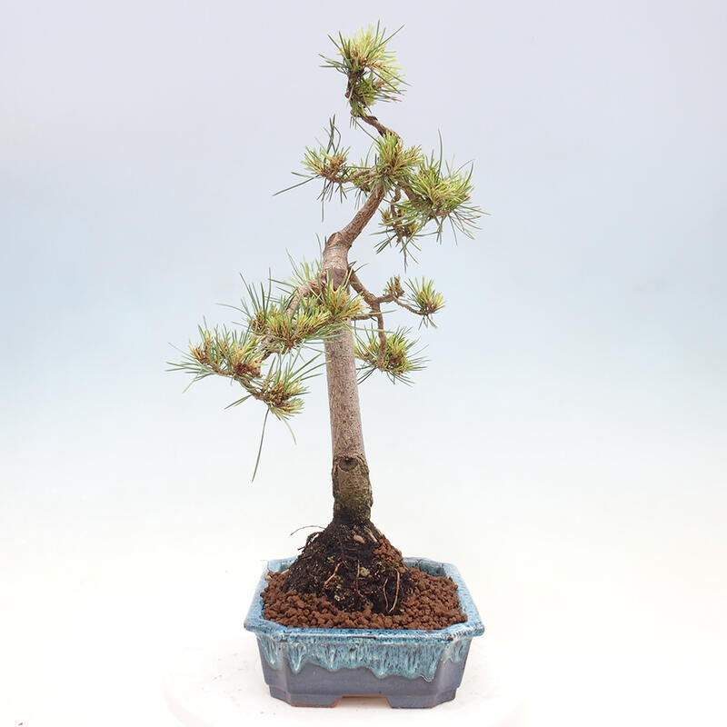 Outdoor bonsai - Pinus Sylvestris - sosna zwyczajna