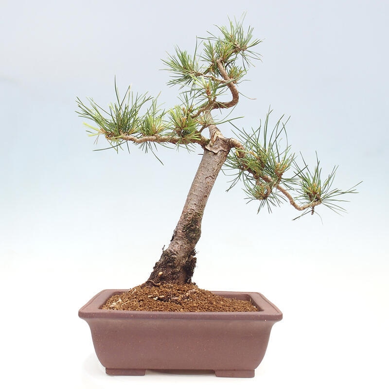 Outdoor bonsai - Pinus Sylvestris - sosna zwyczajna