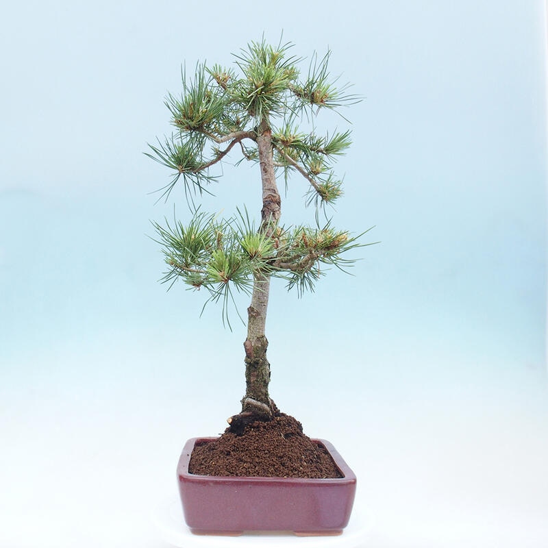 Outdoor bonsai - Pinus Sylvestris - sosna zwyczajna