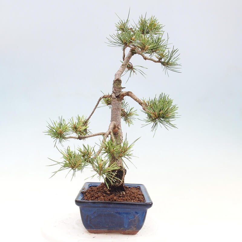 Outdoor bonsai - Pinus Sylvestris - sosna zwyczajna