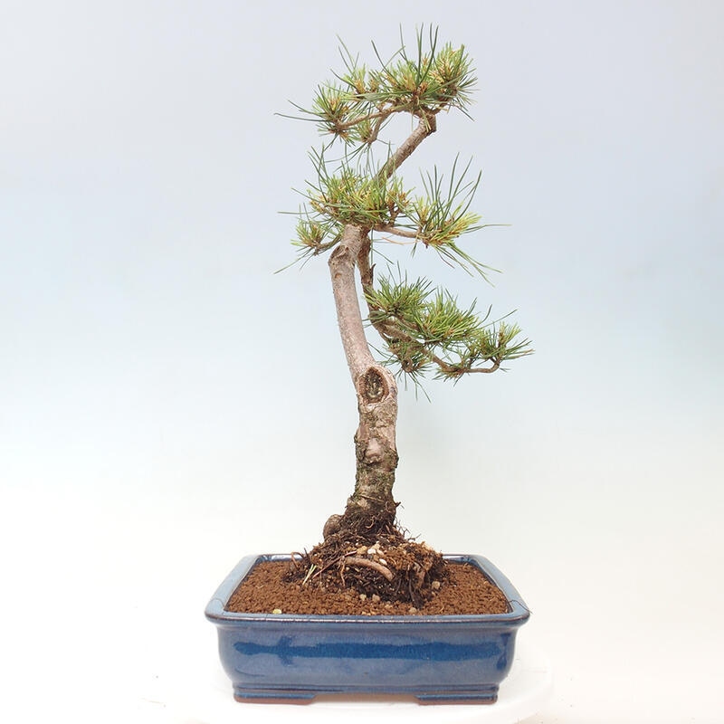 Outdoor bonsai - Pinus Sylvestris - sosna zwyczajna