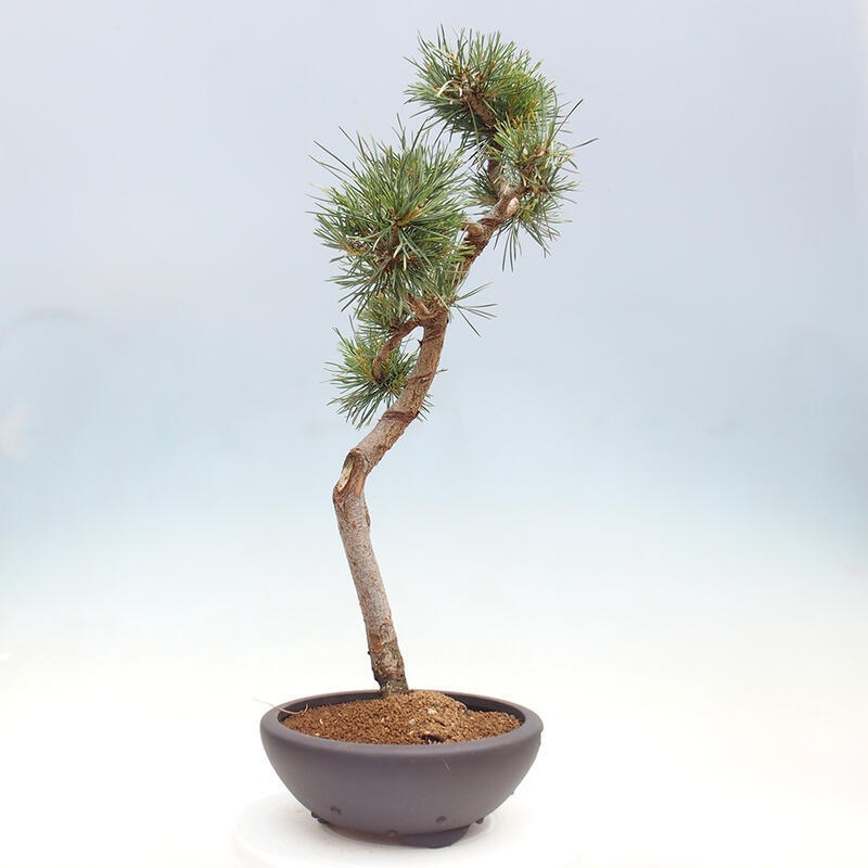 Outdoor bonsai - Pinus Sylvestris - sosna zwyczajna