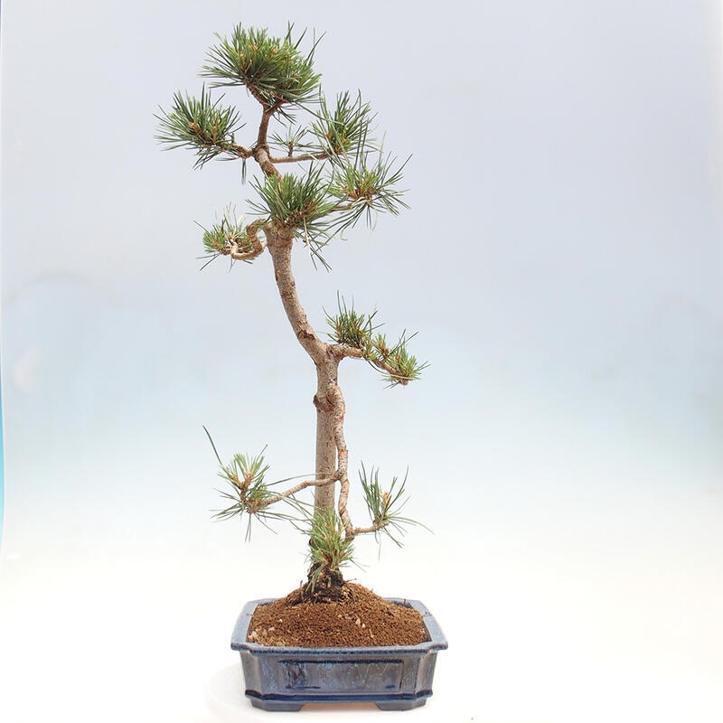 Outdoor bonsai - Pinus Sylvestris - sosna zwyczajna