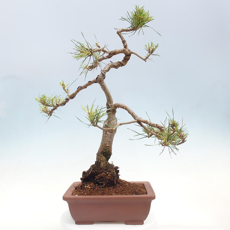 Outdoor bonsai - Pinus Sylvestris - sosna zwyczajna