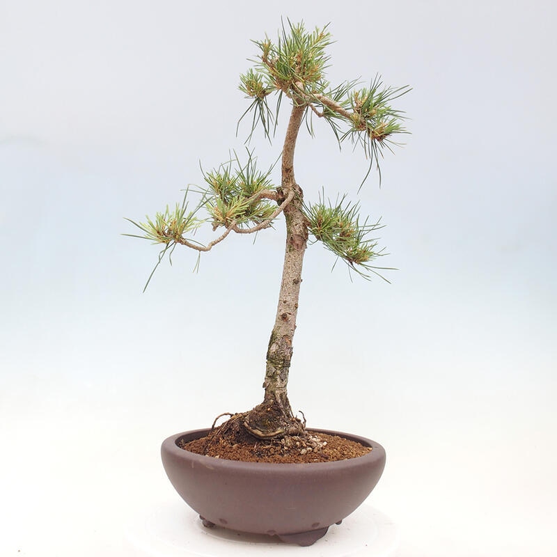 Outdoor bonsai - Pinus Sylvestris - sosna zwyczajna