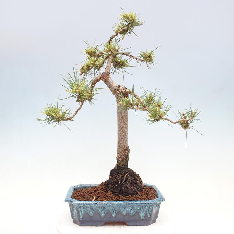 Outdoor bonsai - Pinus Sylvestris - sosna zwyczajna