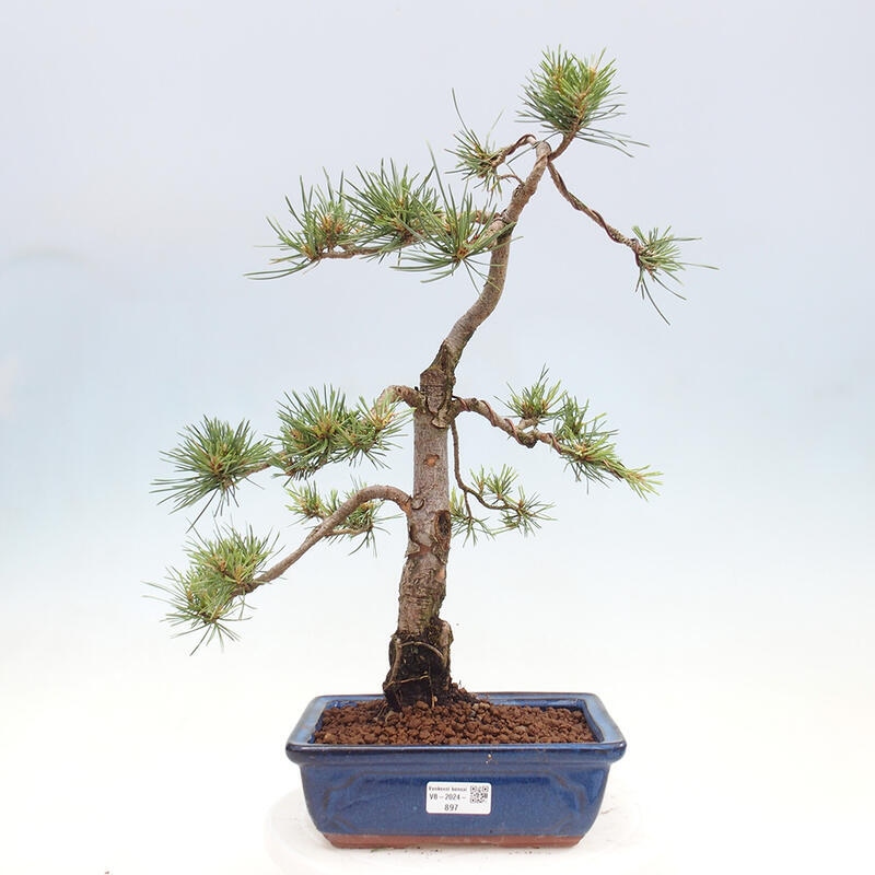 Outdoor bonsai - Pinus Sylvestris - sosna zwyczajna