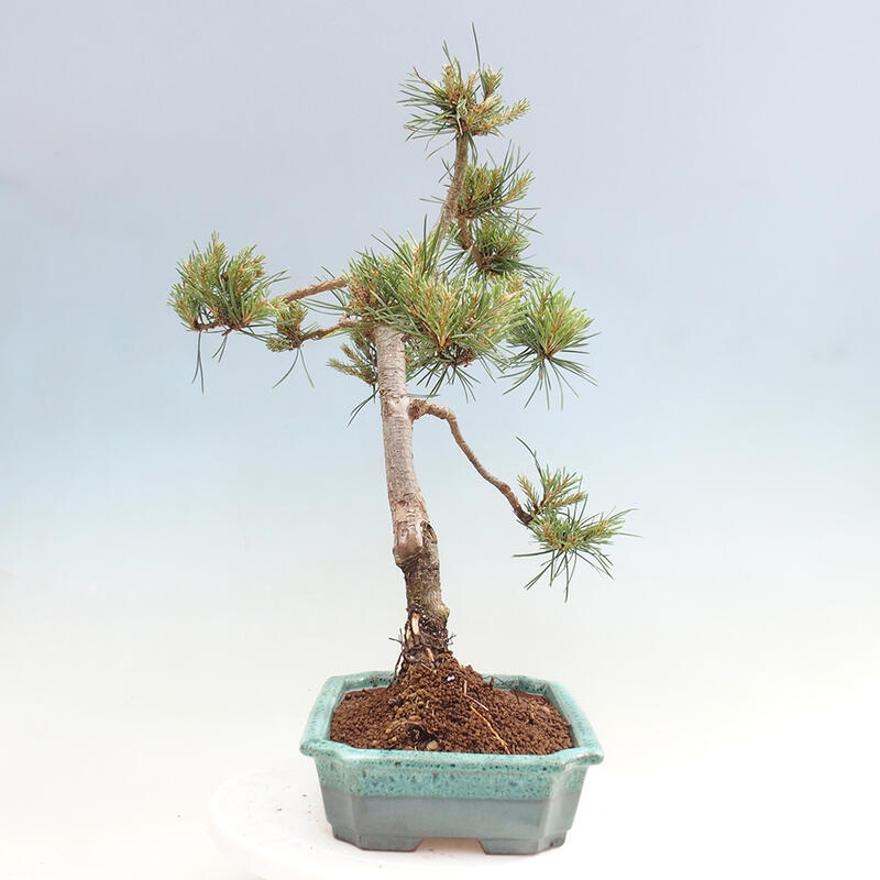 Outdoor bonsai - Pinus Sylvestris - sosna zwyczajna