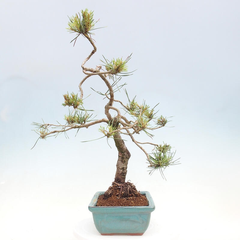 Outdoor bonsai - Pinus Sylvestris - sosna zwyczajna