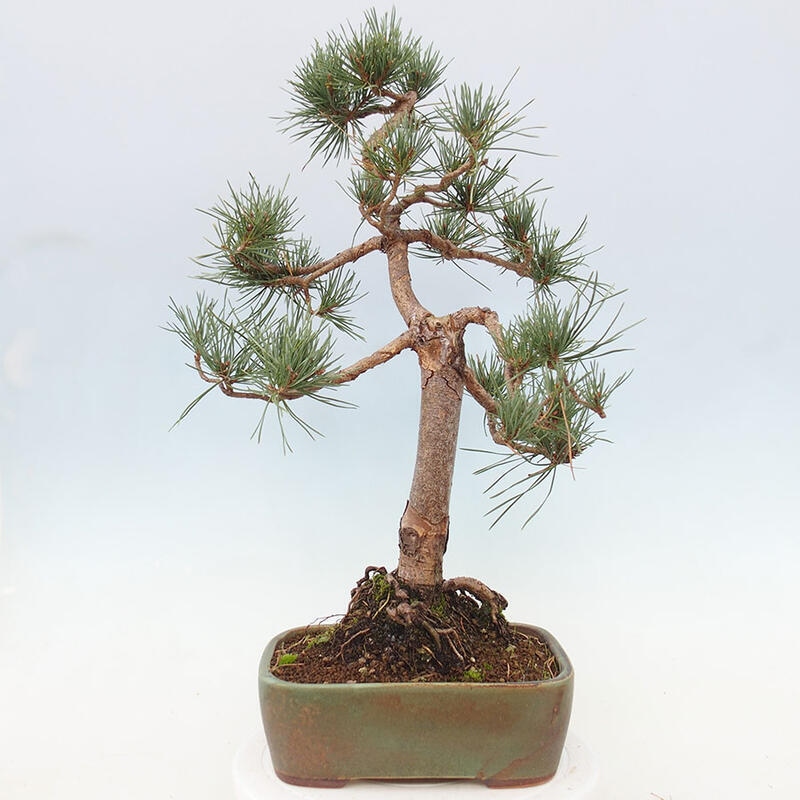 Outdoor bonsai - Pinus Sylvestris - sosna zwyczajna