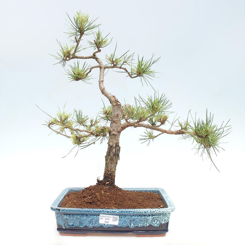 Outdoor bonsai - Pinus Sylvestris - sosna zwyczajna