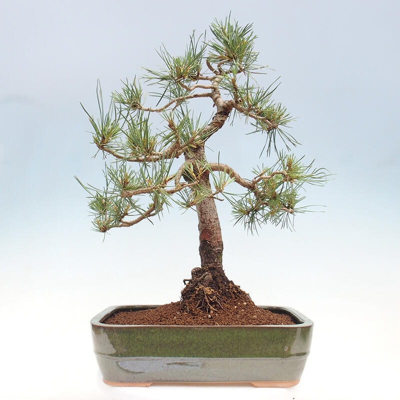 Outdoor bonsai - Pinus Sylvestris - sosna zwyczajna