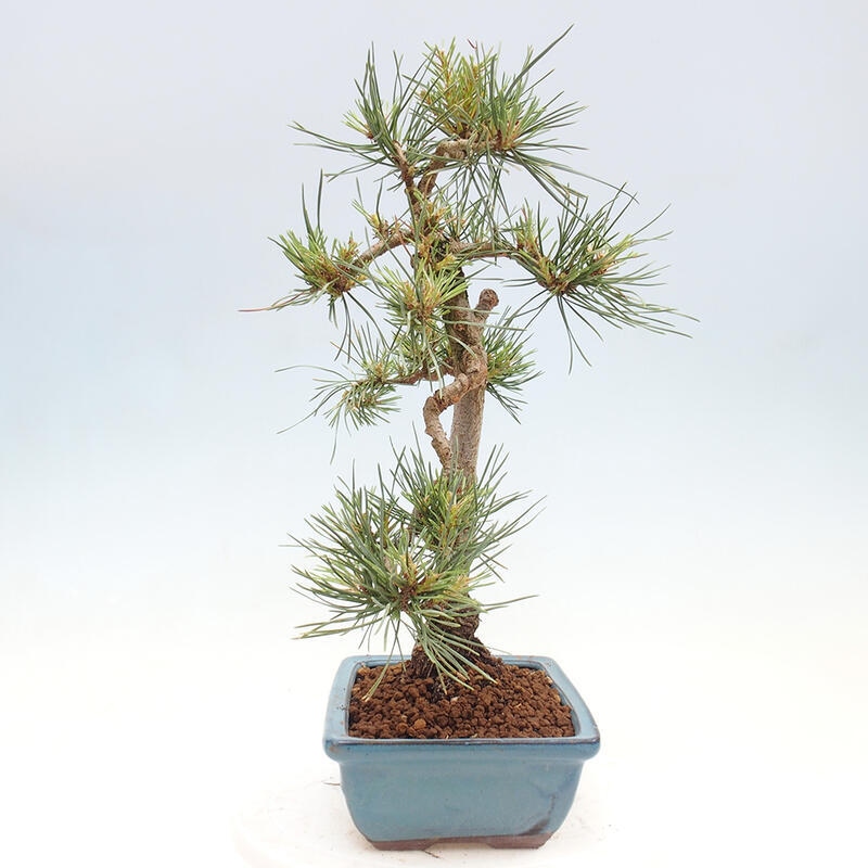 Outdoor bonsai - Pinus Sylvestris - sosna zwyczajna