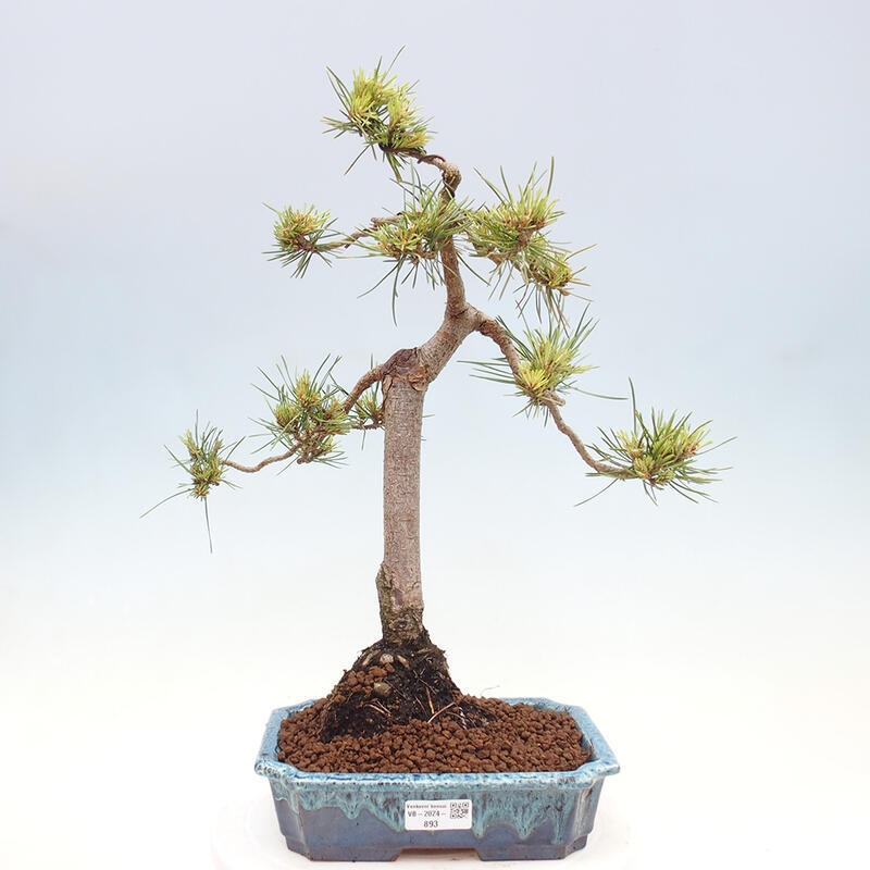 Outdoor bonsai - Pinus Sylvestris - sosna zwyczajna