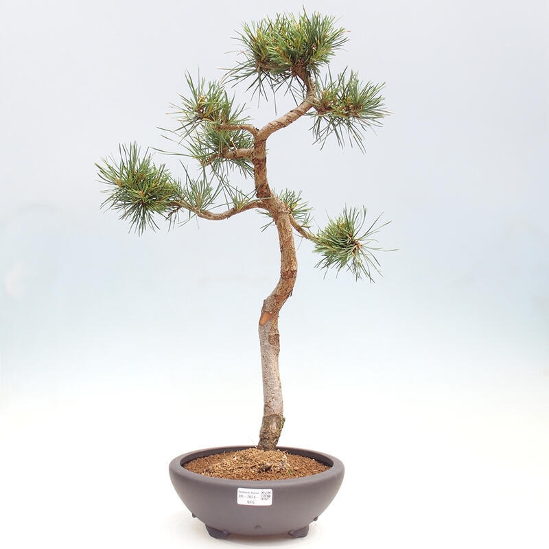 Outdoor bonsai - Pinus Sylvestris - sosna zwyczajna