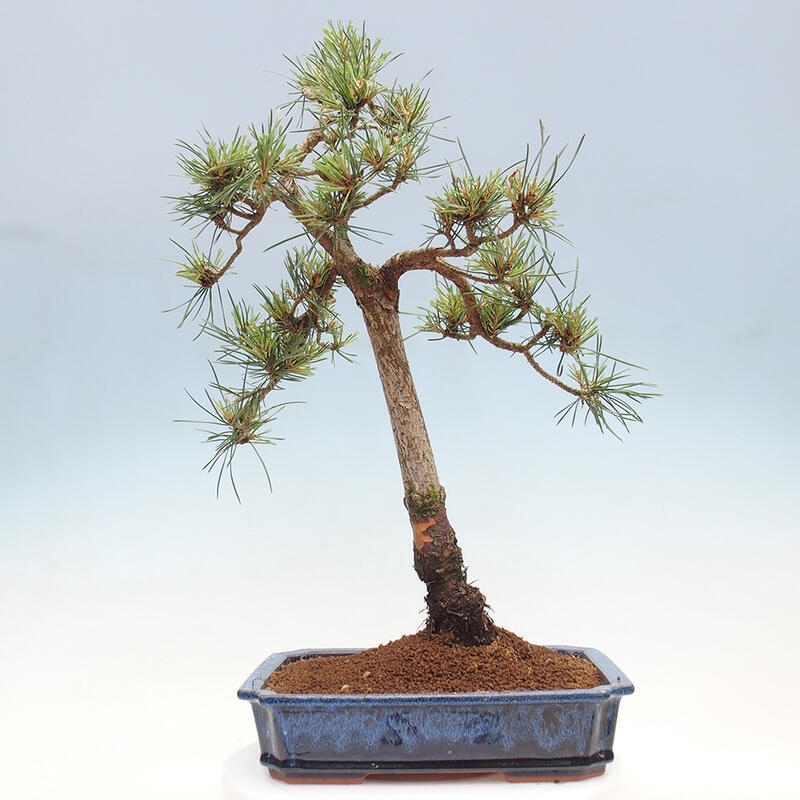 Outdoor bonsai - Pinus Sylvestris - sosna zwyczajna