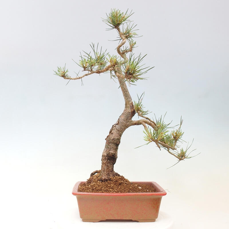 Outdoor bonsai - Pinus Sylvestris - sosna zwyczajna