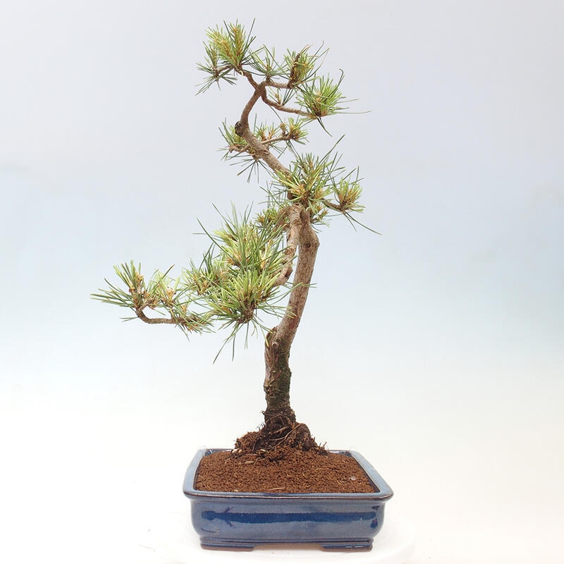 Outdoor bonsai - Pinus Sylvestris - sosna zwyczajna