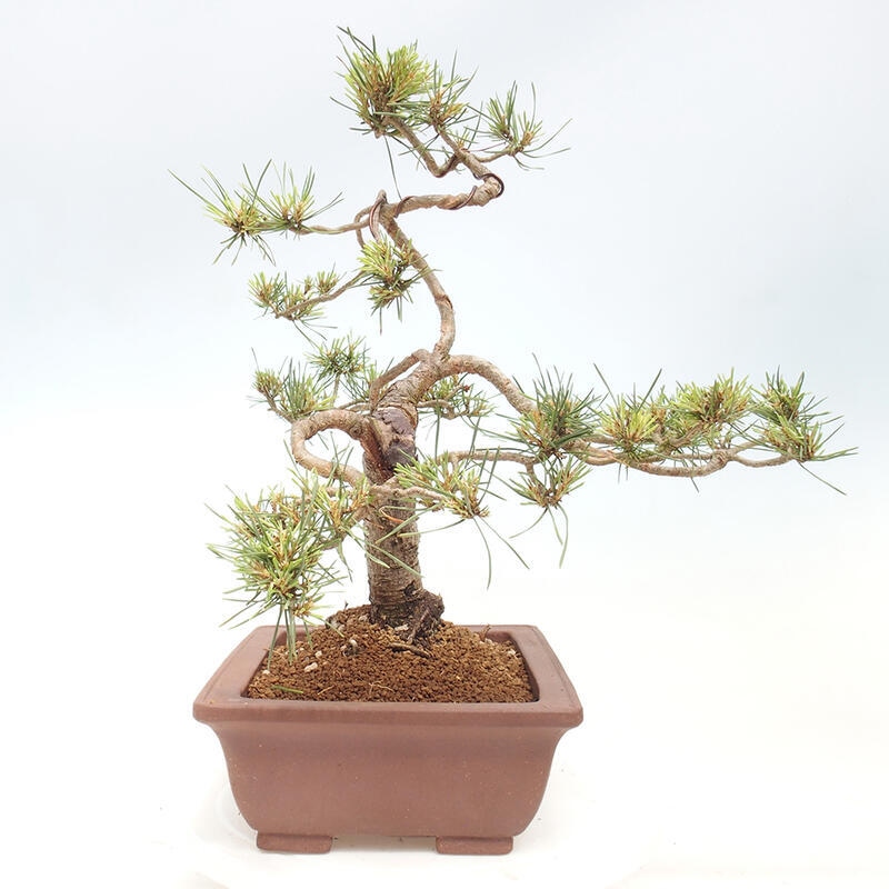 Outdoor bonsai - Pinus Sylvestris - sosna zwyczajna