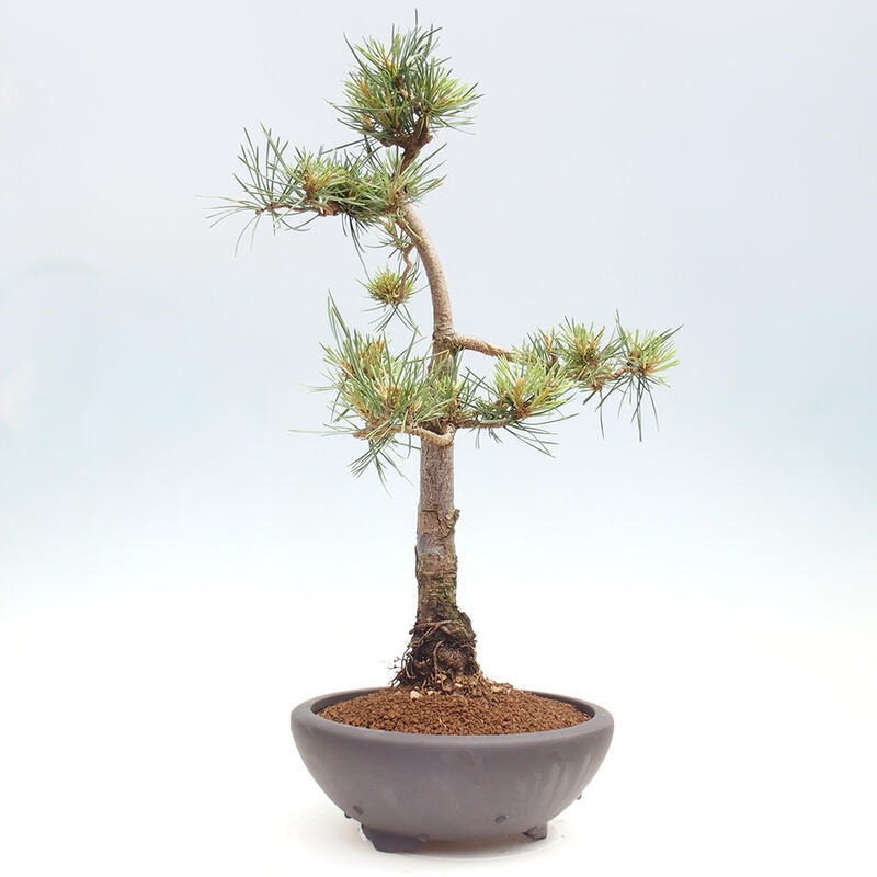 Outdoor bonsai - Pinus Sylvestris - sosna zwyczajna