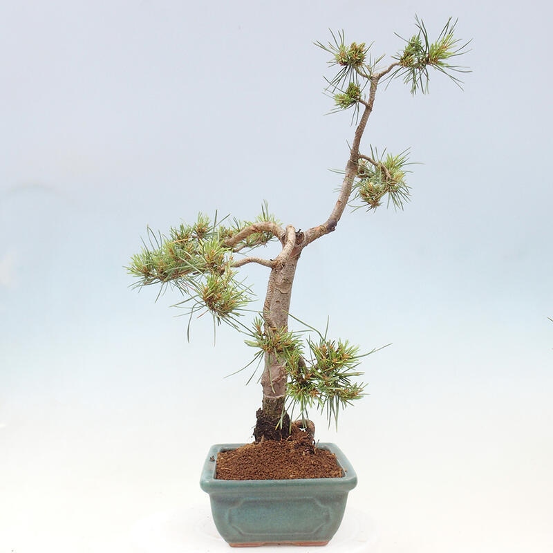 Outdoor bonsai - Pinus Sylvestris - sosna zwyczajna