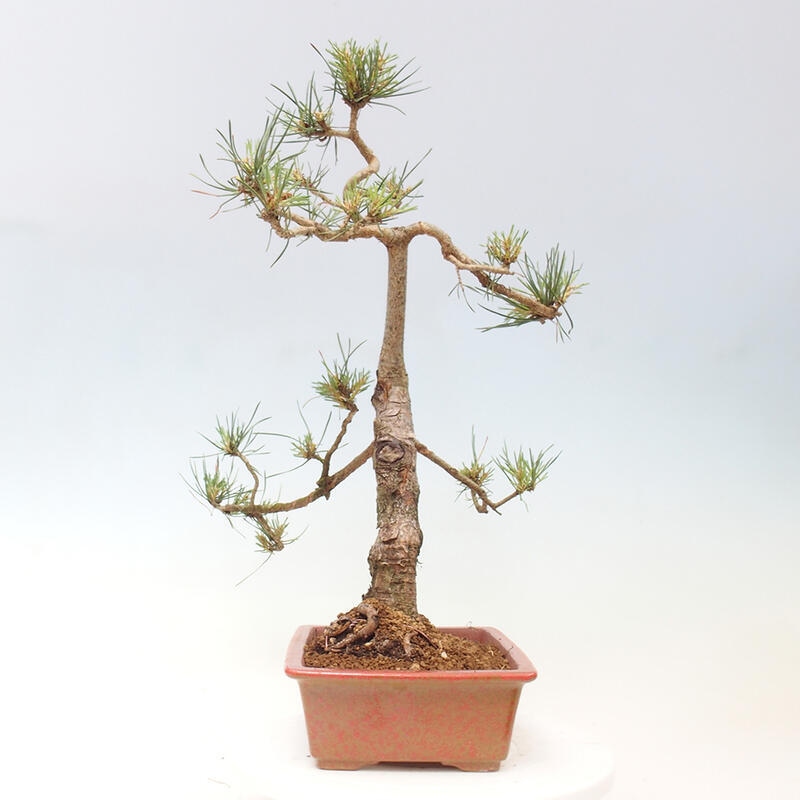 Outdoor bonsai - Pinus Sylvestris - sosna zwyczajna