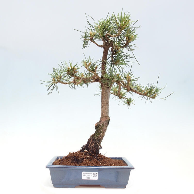 Outdoor bonsai - Pinus Sylvestris - sosna zwyczajna