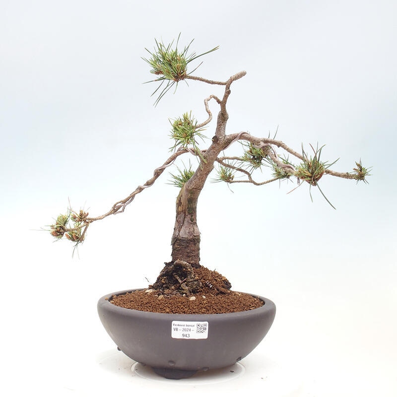 Outdoor bonsai - Pinus Sylvestris - sosna zwyczajna