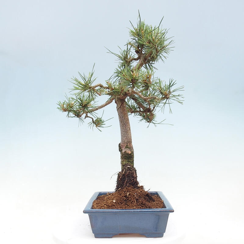 Outdoor bonsai - Pinus Sylvestris - sosna zwyczajna